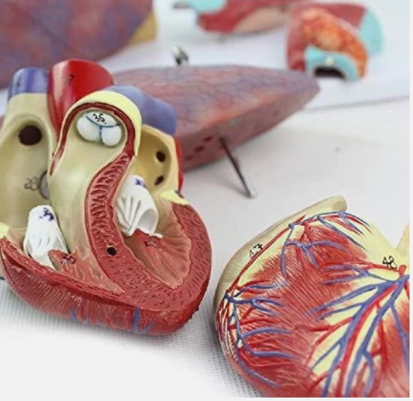Human Lungs Model with Heart Anatomical Model 7 Parts Medical Teaching Lab