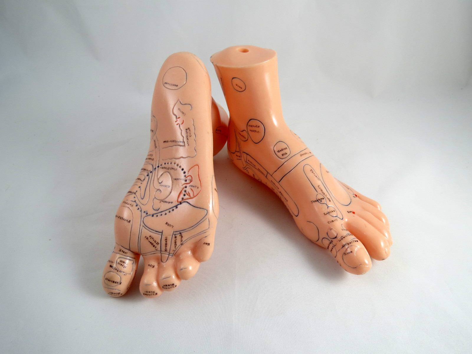 Professional Educational Massage Acupuncture 7″ Feet 17cm Anatomy Medical Model