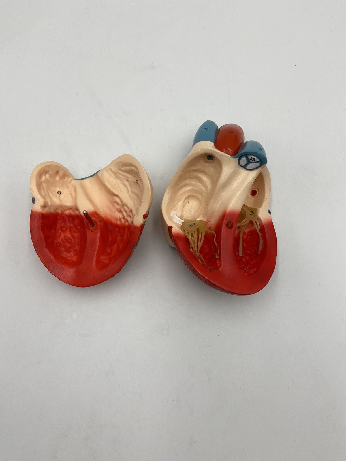 Denoyer Geppert Anatomical Model Nonbreakable Life-Size Heart 0131-00 w/o stand