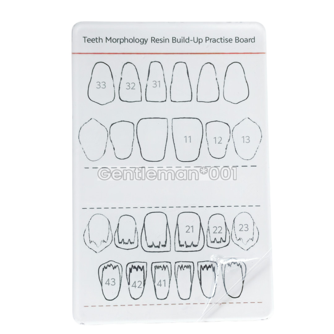 Dental Board Teeth Morphology Composite Build Up Practise Template Dentist Model