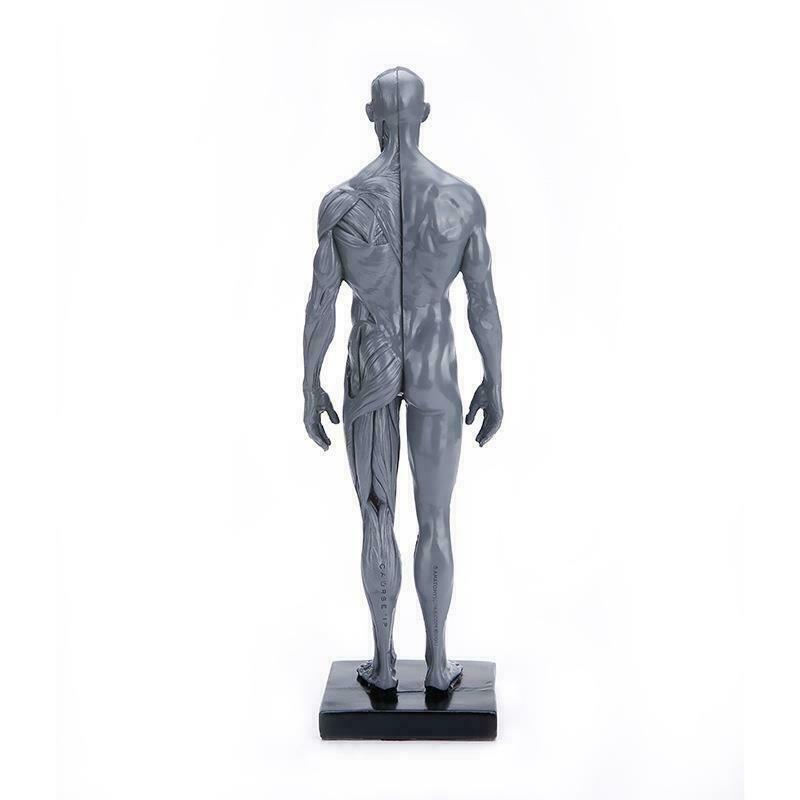 30cm Anatomy Skull Blood Sculpture Head Body Muscle Bone Model Male Gray USA