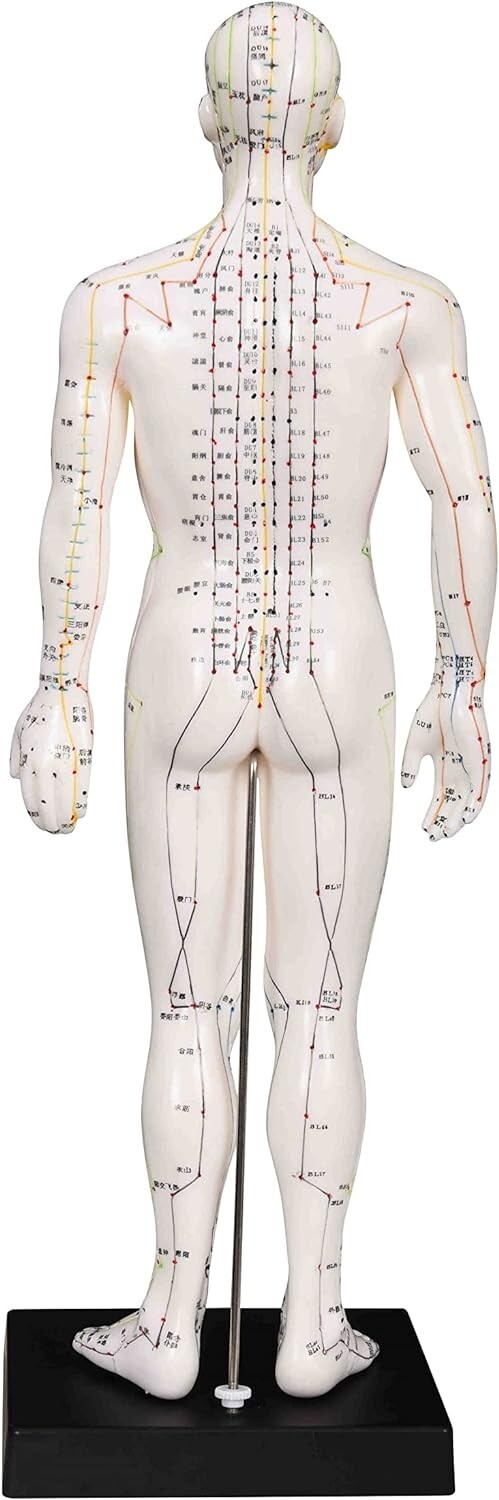 Male Acupuncture Model 20″ with Chinese and English Points