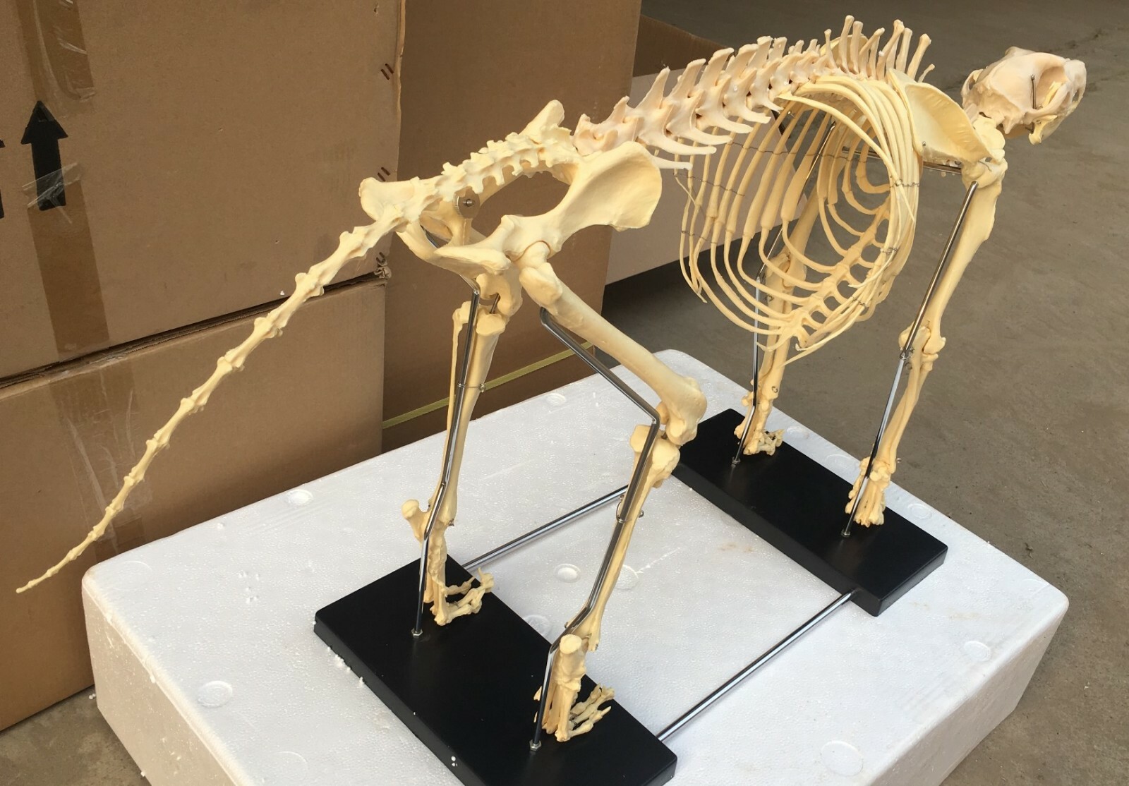 Canine Dog Skeleton LARGE SIZE Model – LFA #2016 49″ x 23″
