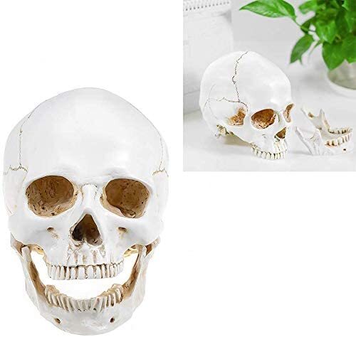 Realistic 1:1 Retro Human Skull Model Life Size Anatomical Skeleton Head M/L US