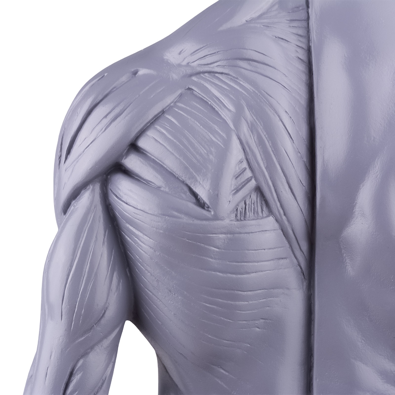 30cm Gray Human Anatomy Model Muscles & Bones for Medical Study & Art Sculpture