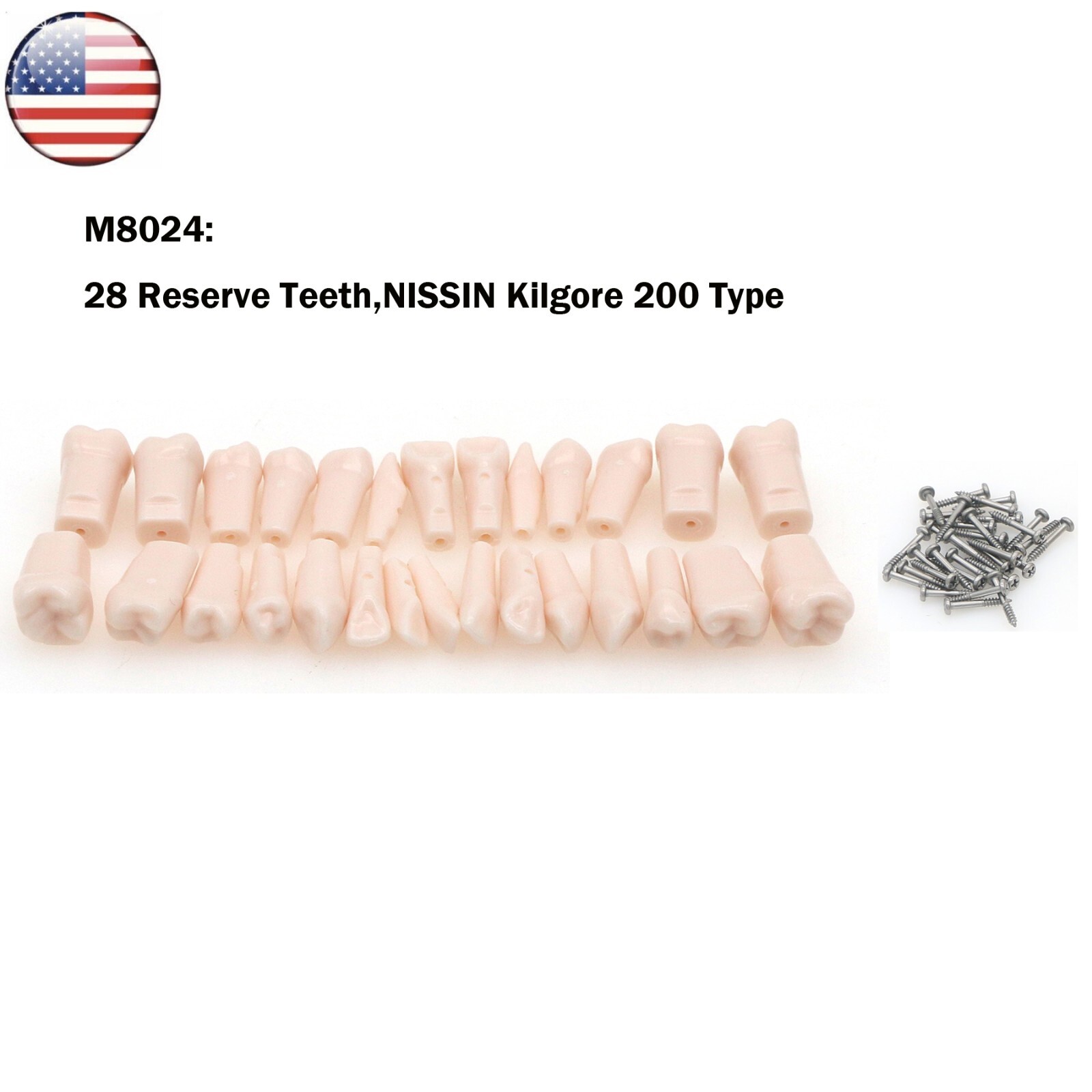 Dental Typodont Replacement Teeth Screw-in Model fit Kilgore NISSIN 200/500 Type