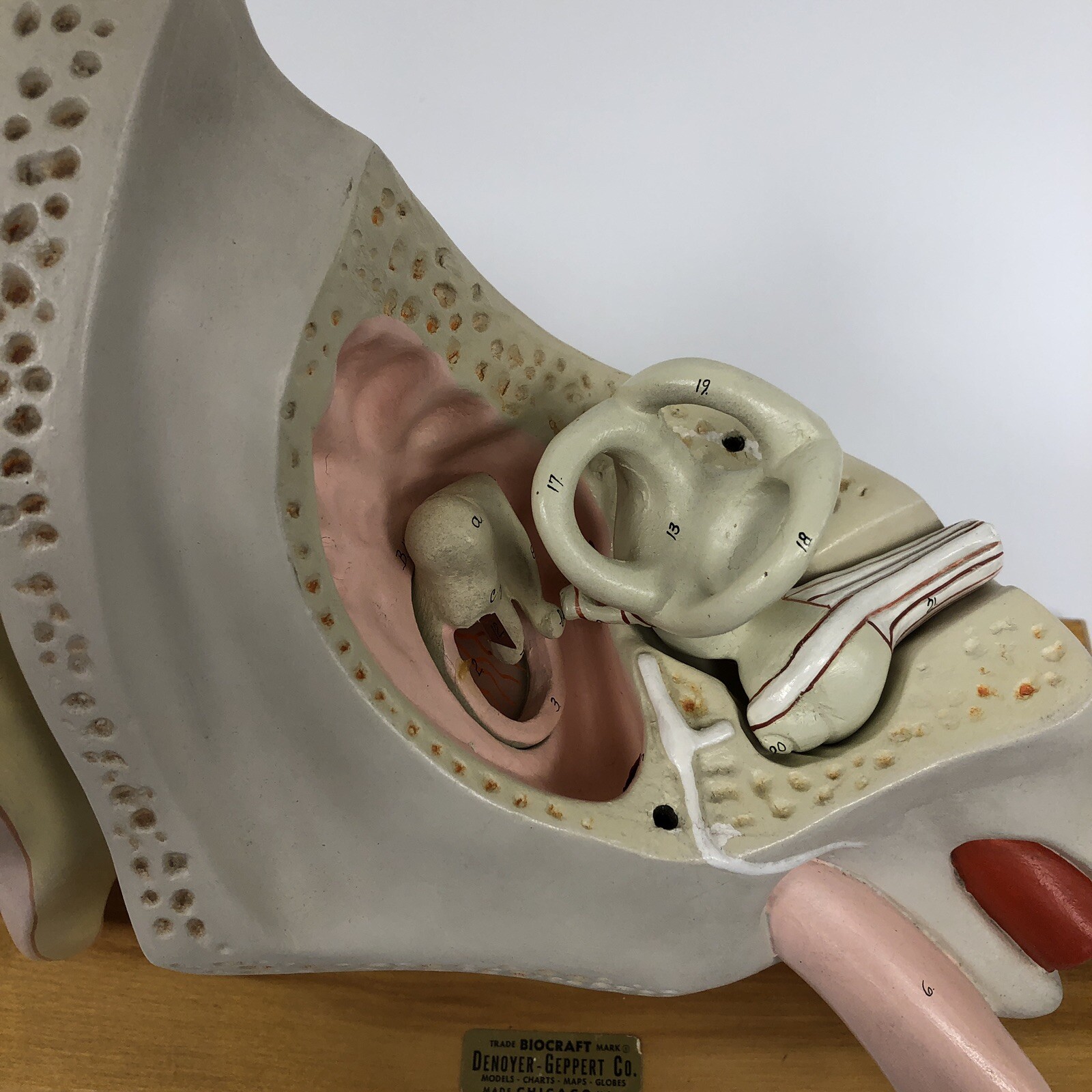 Denoyer Geppert Large Ear Anatomical Teaching Model 3-Part
