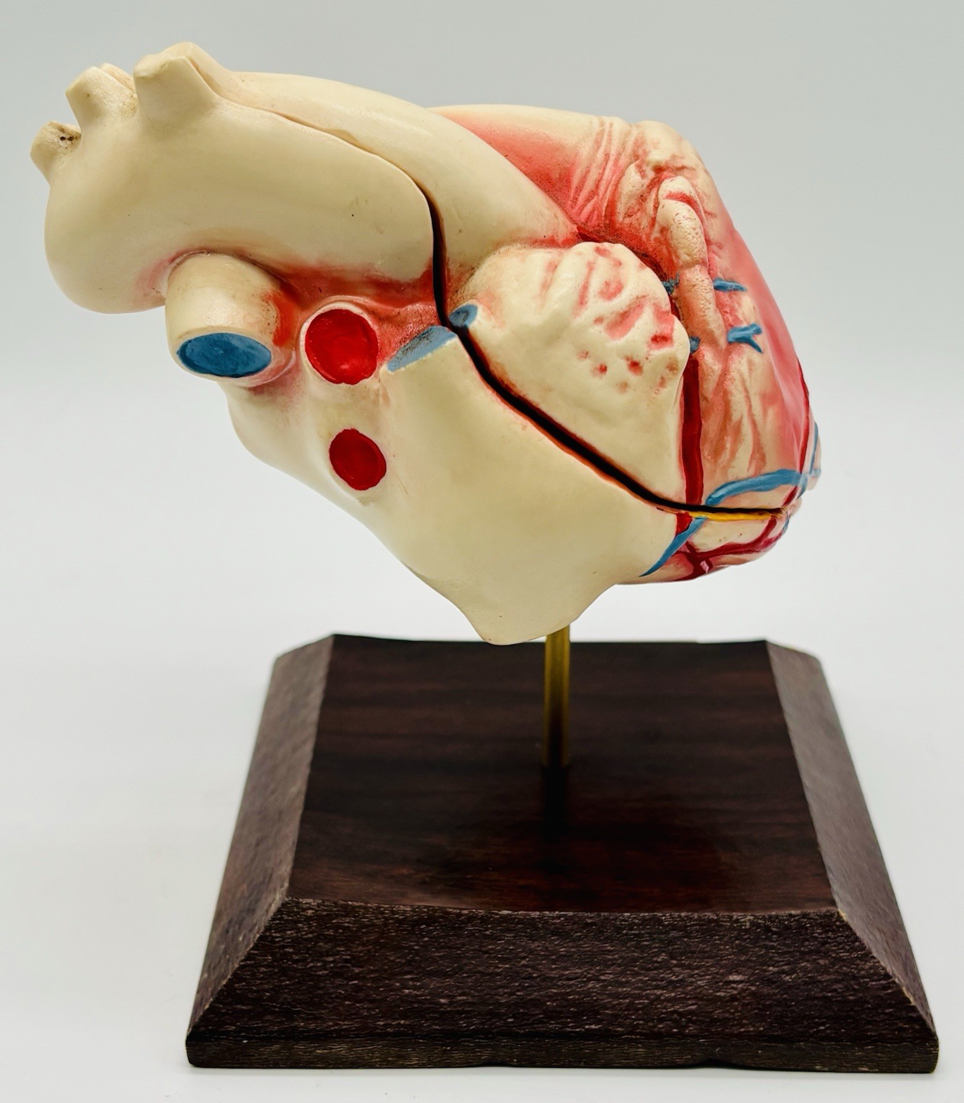 3D Heart Anatomy Model By TOPROX XL