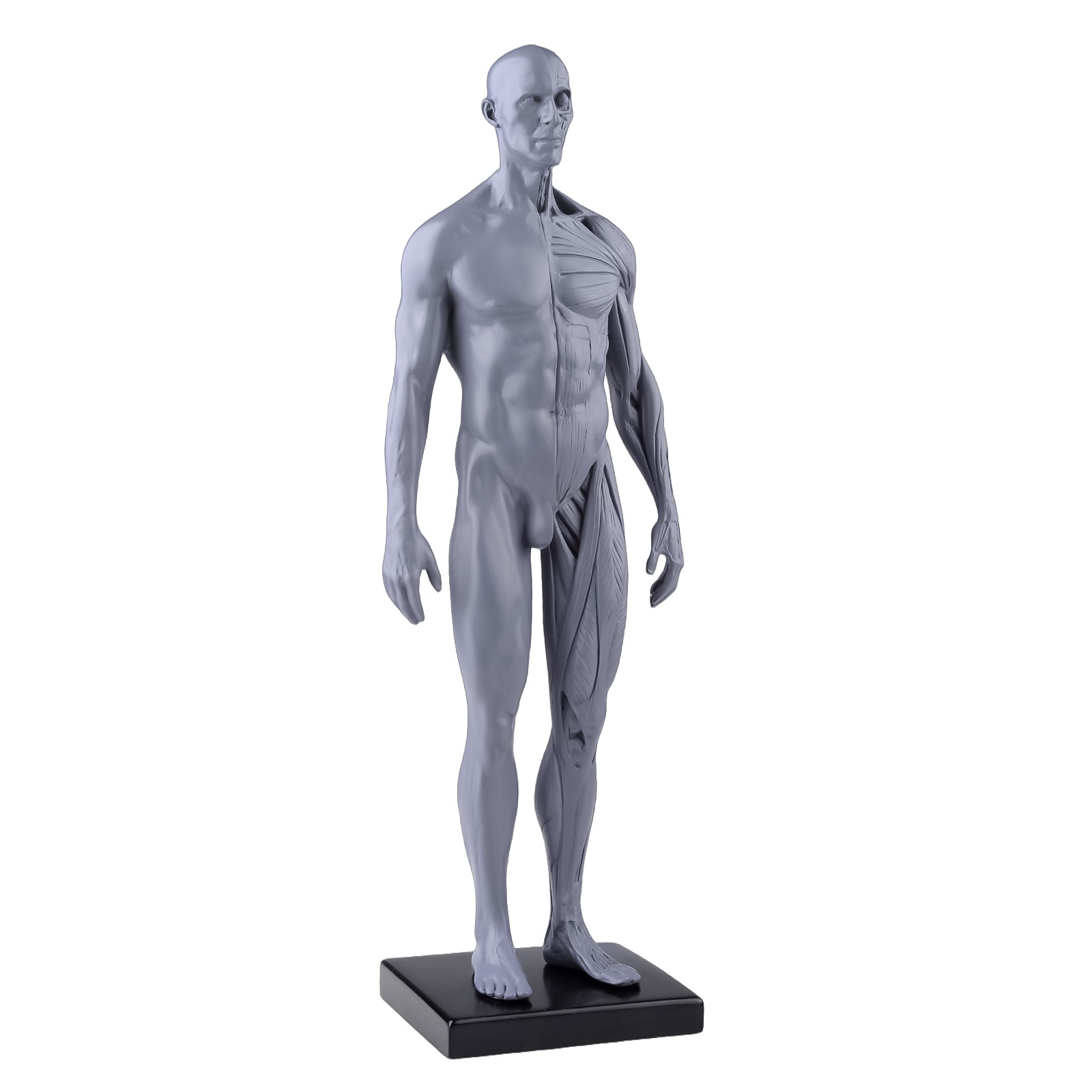 30cm Gray Human Anatomy Model Muscles & Bones for Medical Study & Art Sculpture