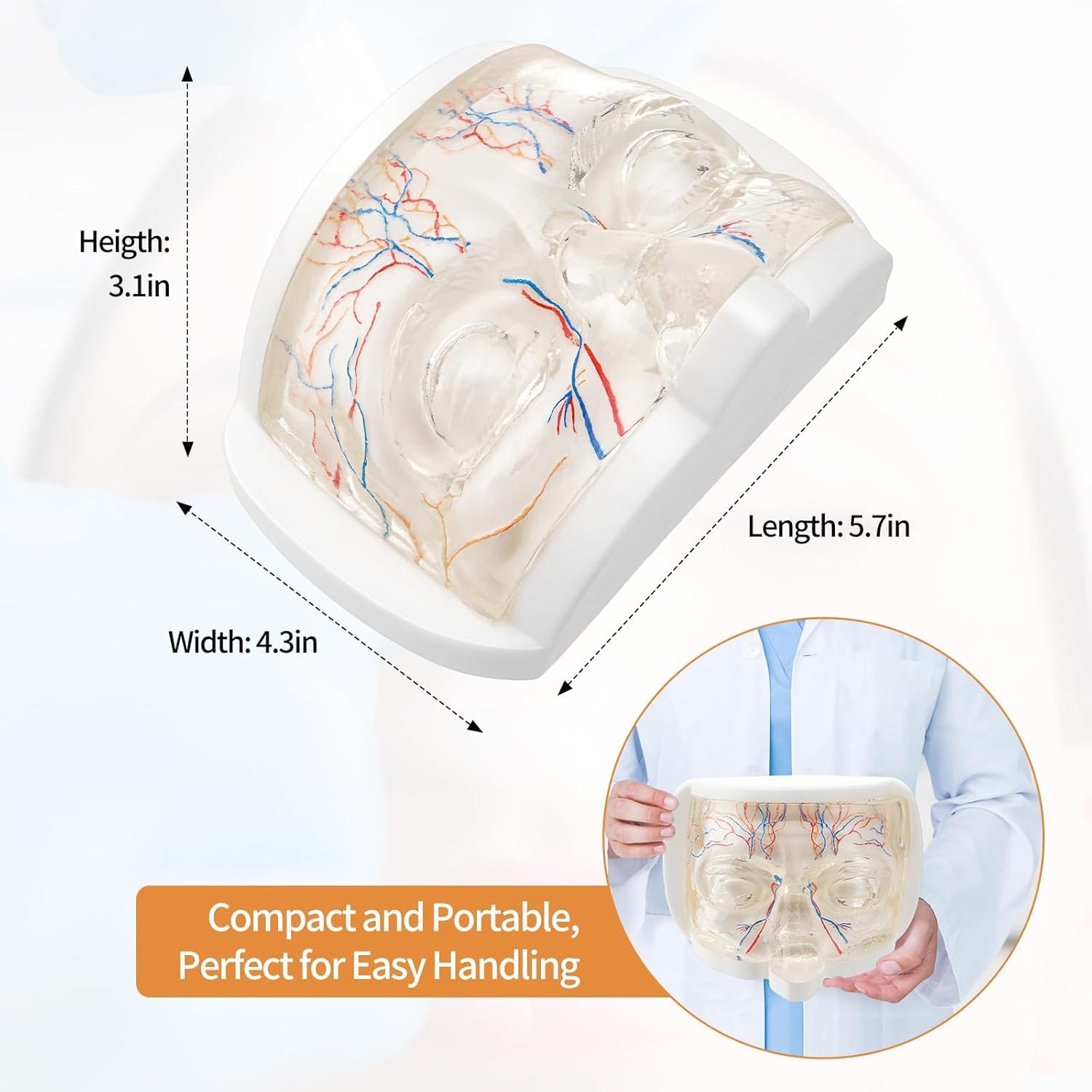 Transparent Eye Injection Model Lower Face Injection Training Model TPE Material