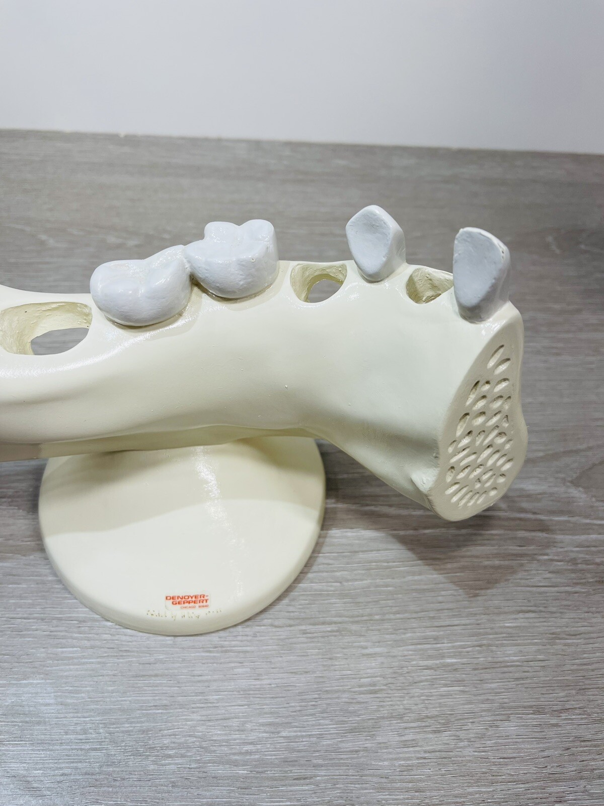 Denoyer Geppert Anatomical Model – Lower Jaw Bone Teeth