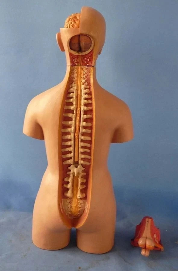 Human Torso 21» Model Assembled Medical Human Anatomy Body Educational Science