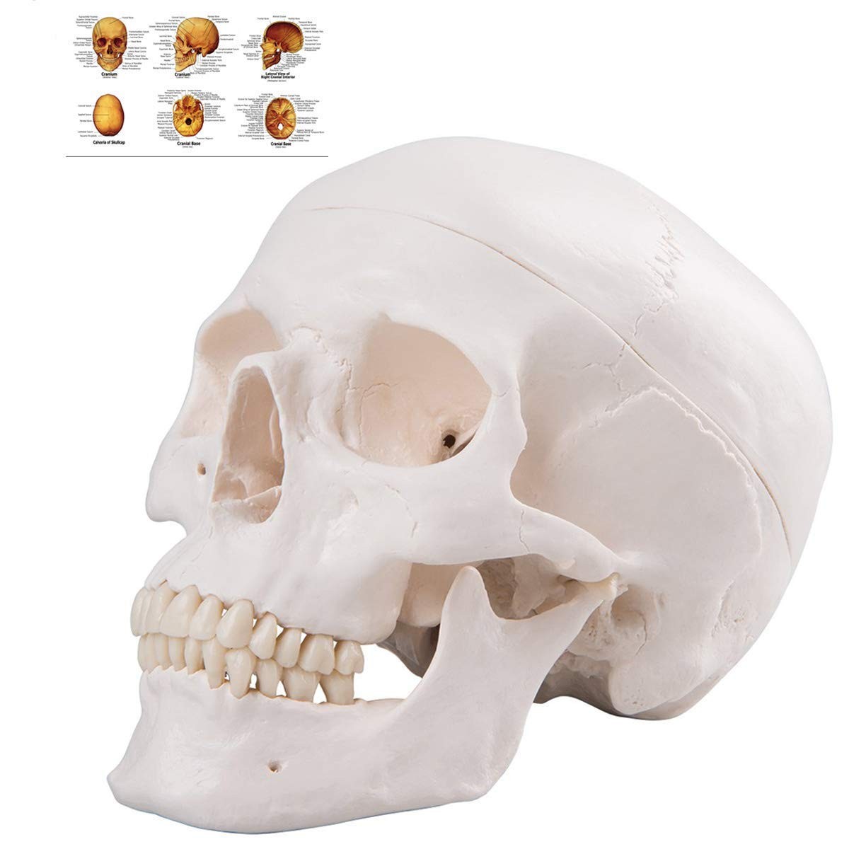 Human Skull Anatomical Model, Life Size Replica Adult Human Anatomy Head Model
