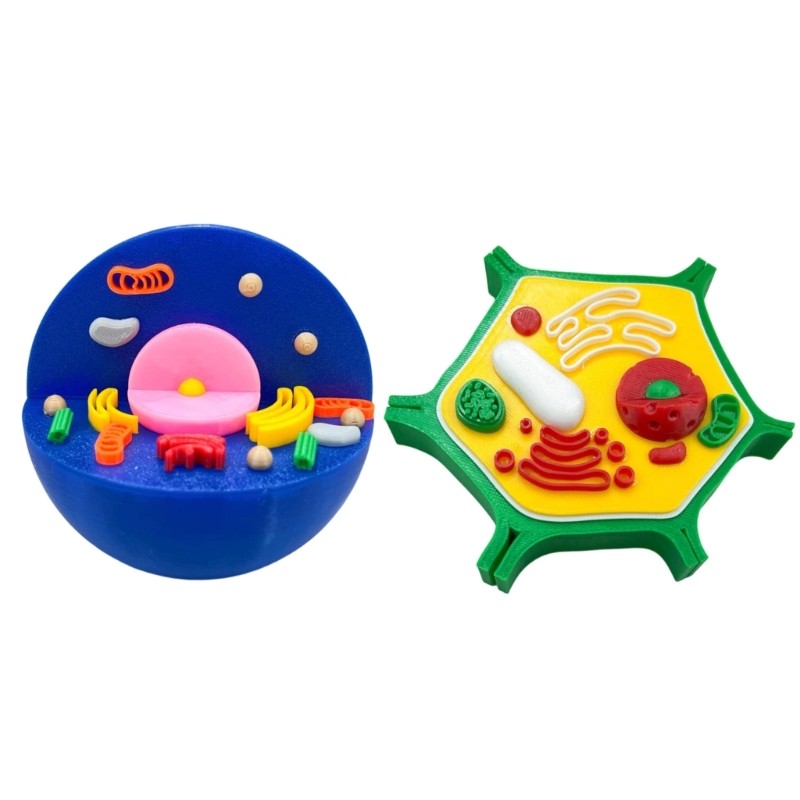 Educational Animal and Plant Cell Anatomy Model For Teaching Demonstration