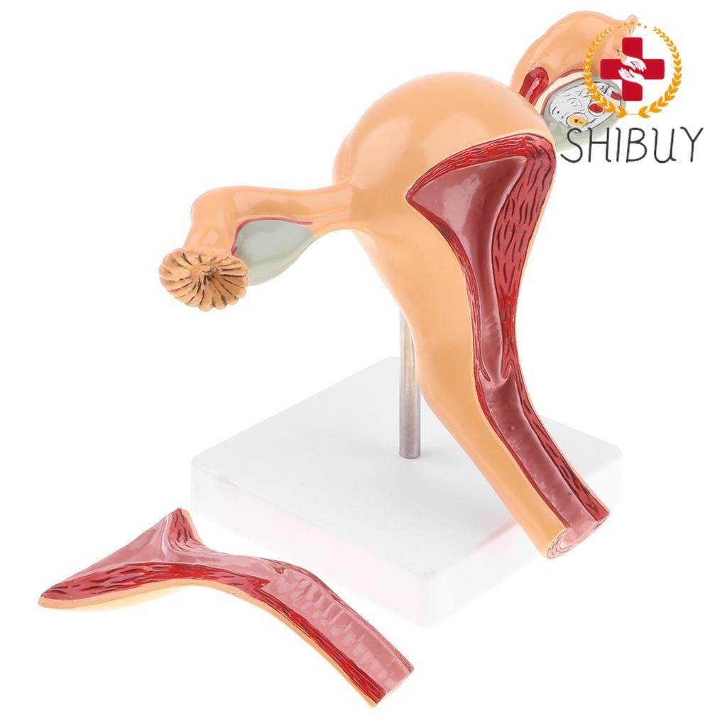 Sexual Female Organ Models Anatomic Model of Female Reproductive