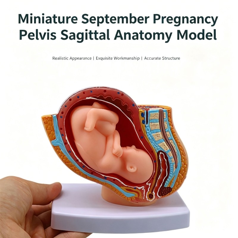 Pregnancy Fetal Development Model With Detachable Full Term Baby For Classroom