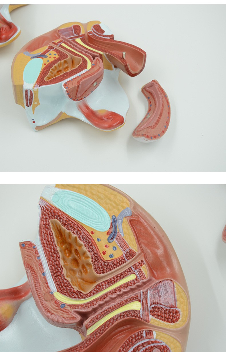 1:1 Female internal and external generative organ Medical Anatomical Model