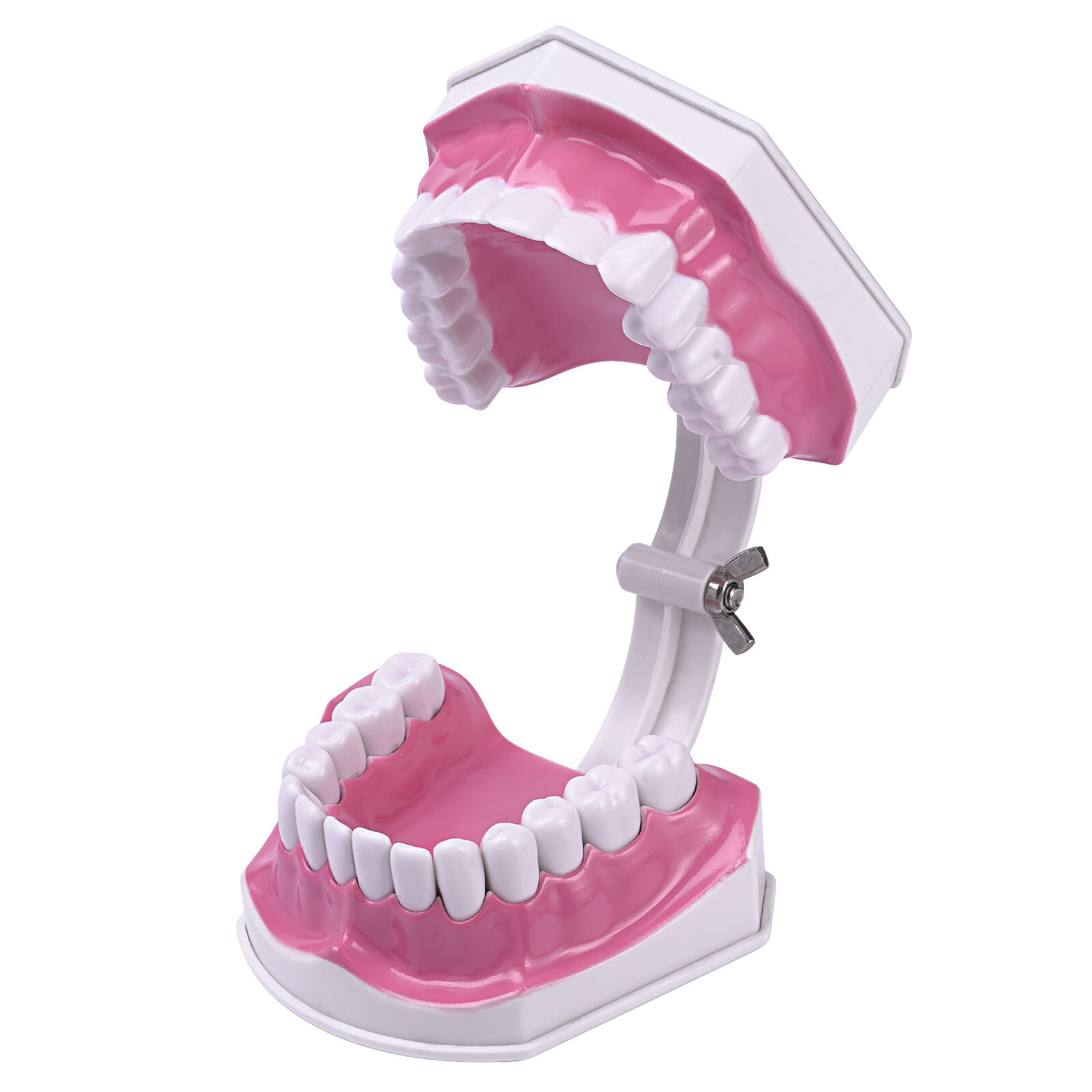 2Pcs Dental Study Model Colgate 2Times Large With Removable Adult Teeth Model
