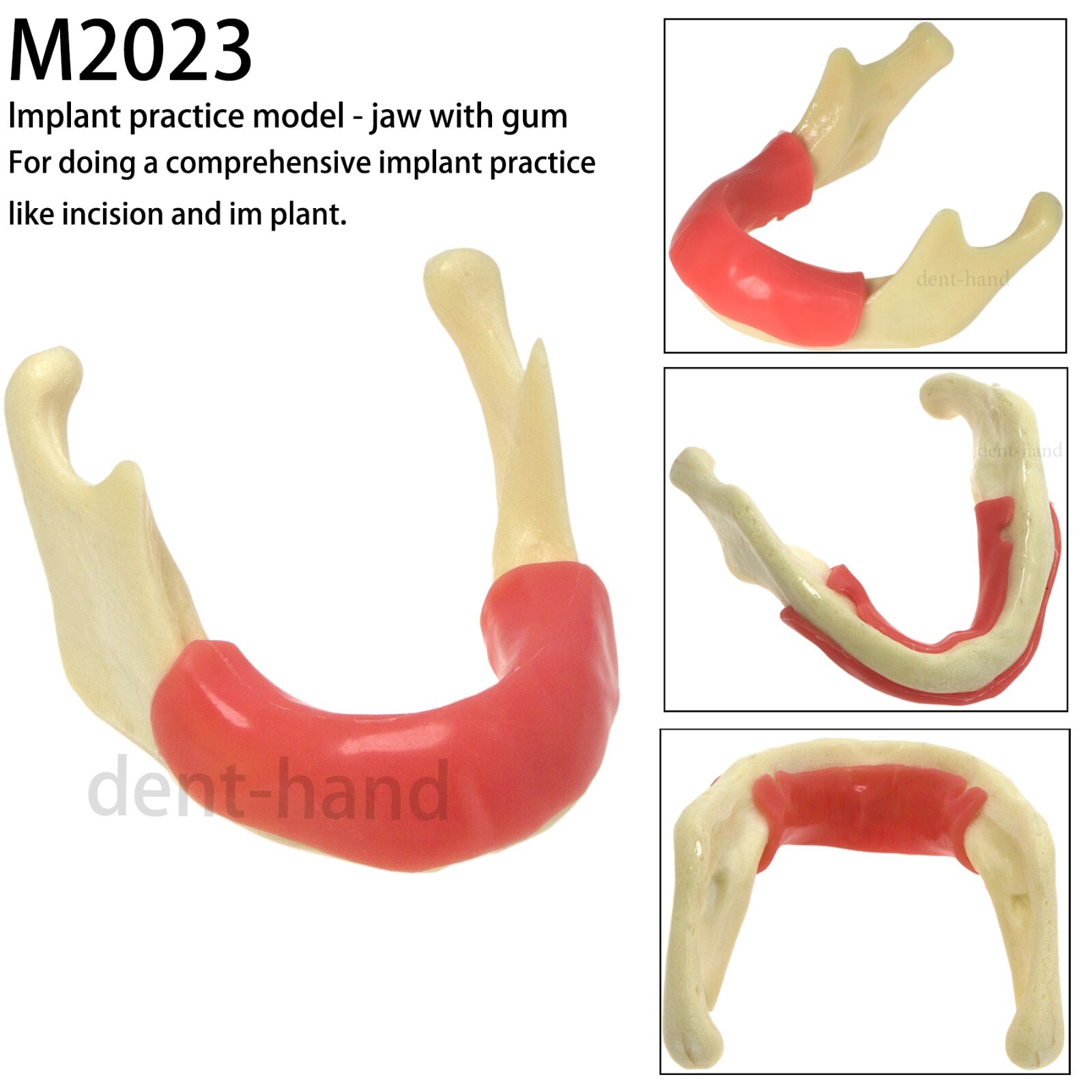 Dental Mandible Implant Model Simulation Bone for Drilling Practice M2022/2023