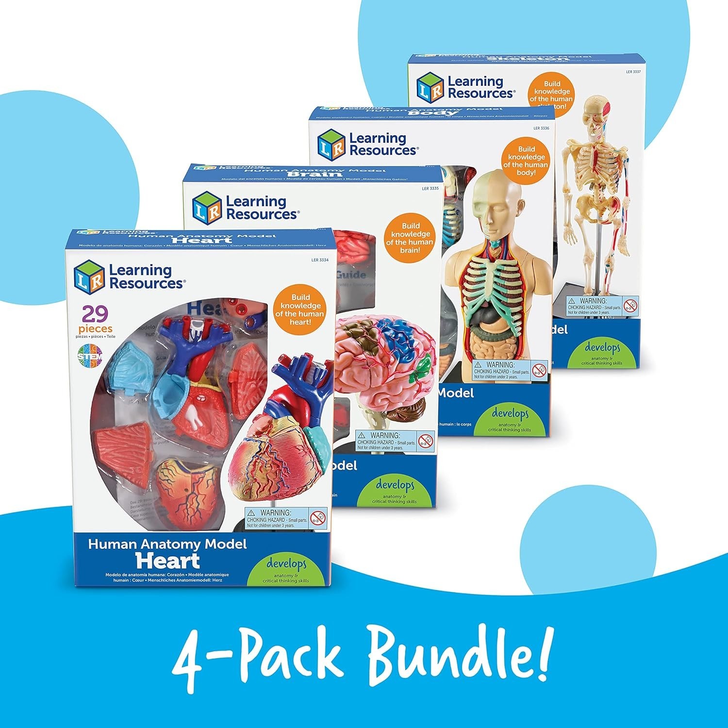 Detailed Anatomy Model Set, Includes Skeleton and Heart for Science Projects