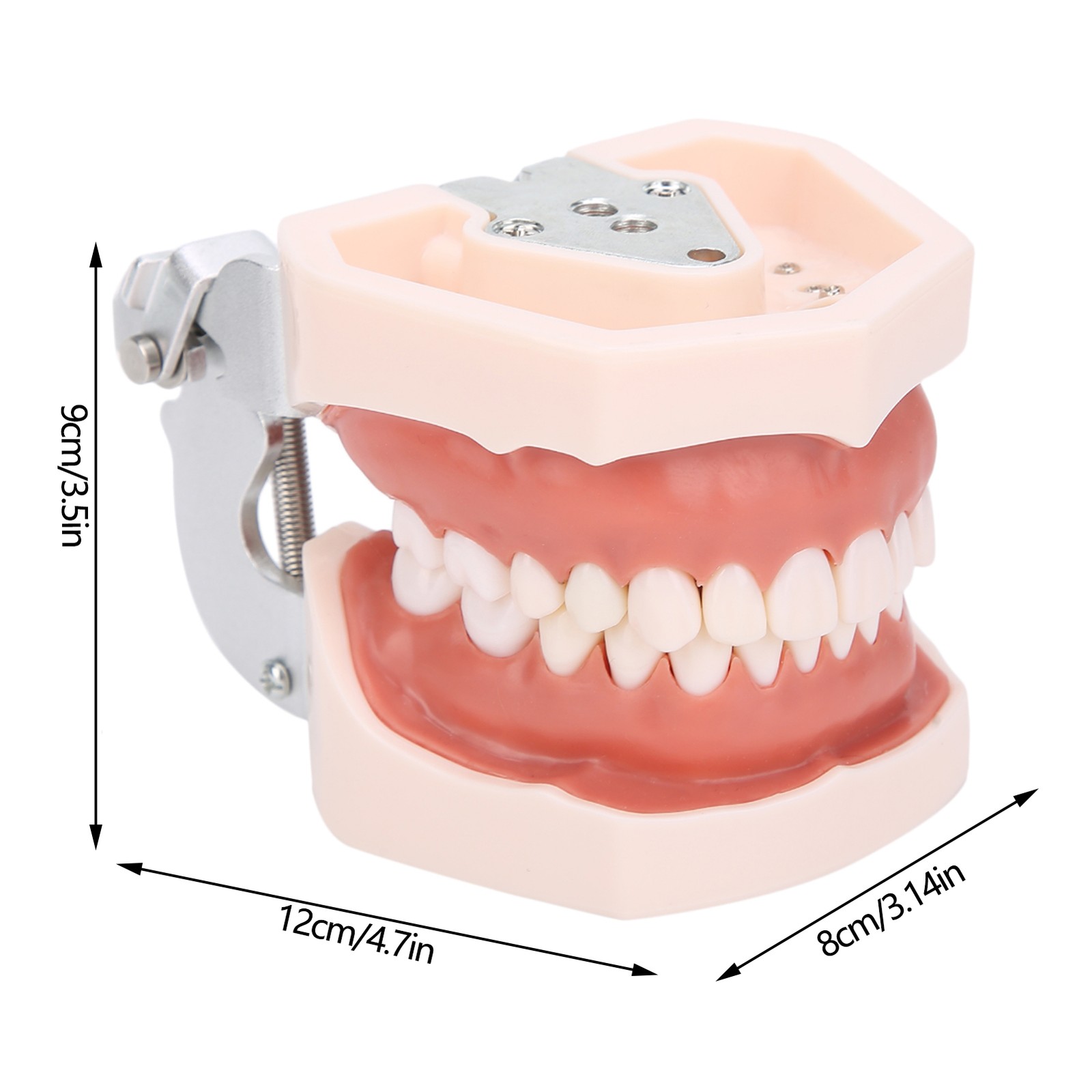 Detachable Teeth Model Simulation Dental Teeth Model For Teaching Practice With❀