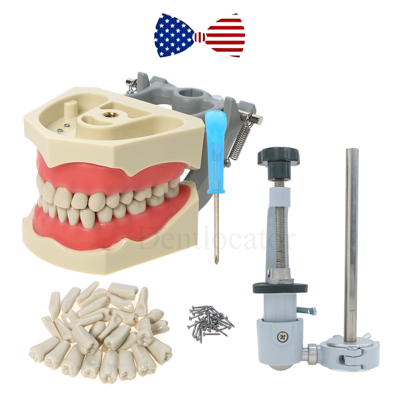 US Columbia Dentoform 860 Type Dental Typodont Model & 32pcs Removable Teeth