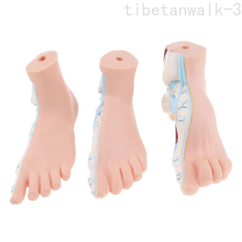 3Pcs/Set 1:1 Life Size Human Foot Anatomy Models (Normal/Flat/Arched)