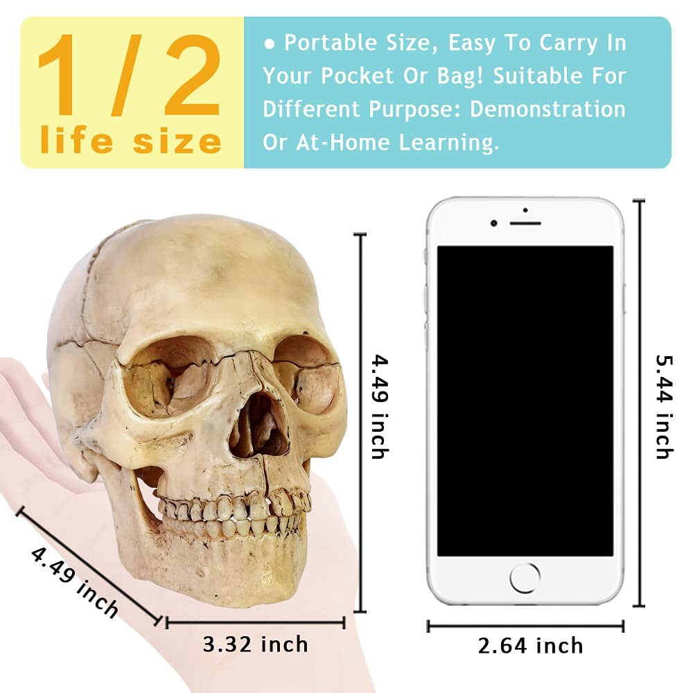 2025 New Anatomy Exploded Skull ModelHuman Medical Skull Model Dental Clinic