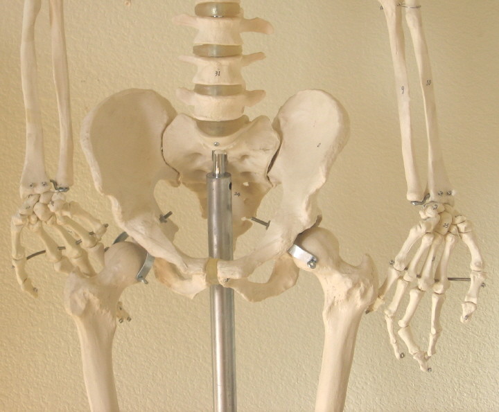 Life size human skeleton anatomical model 5’7″ medical dental student teaching