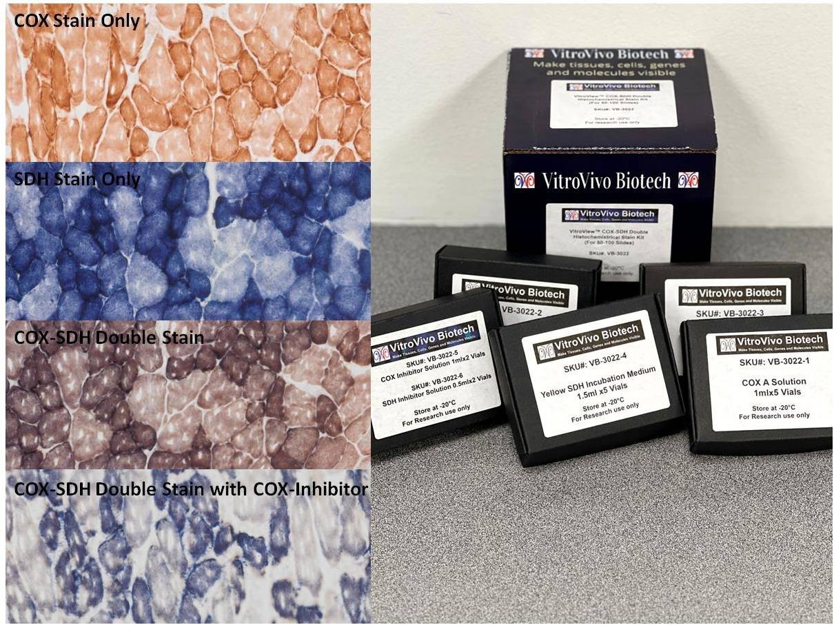 VitroView™ COX-SDH Double Histochemistry Stain Kit (Cat# VB-3022)