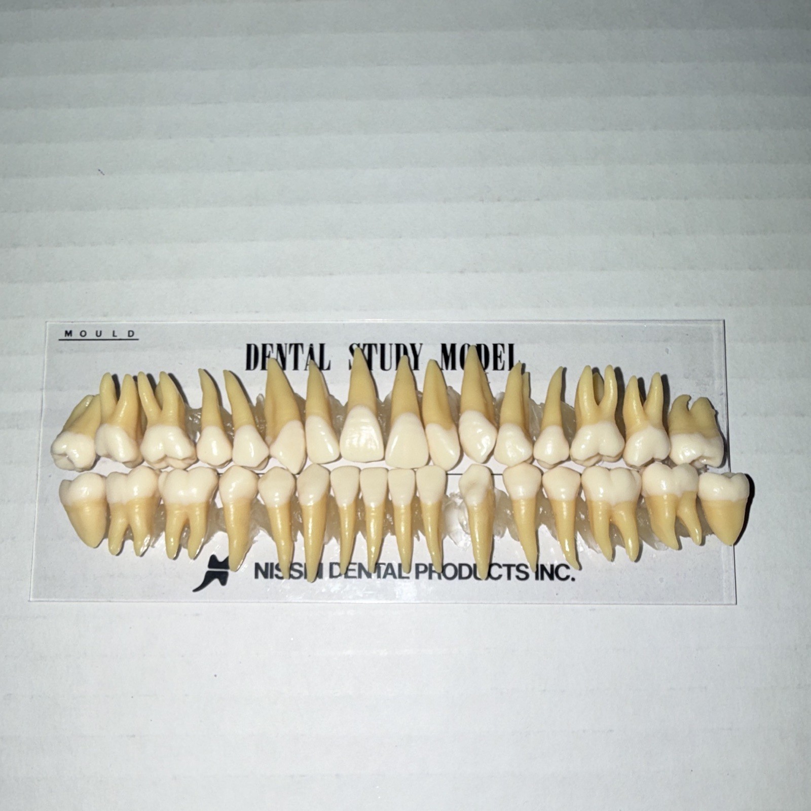 Kilgore Typodont Teeth Dental Study Model Set B3-305(32S) for Dentistry Lab