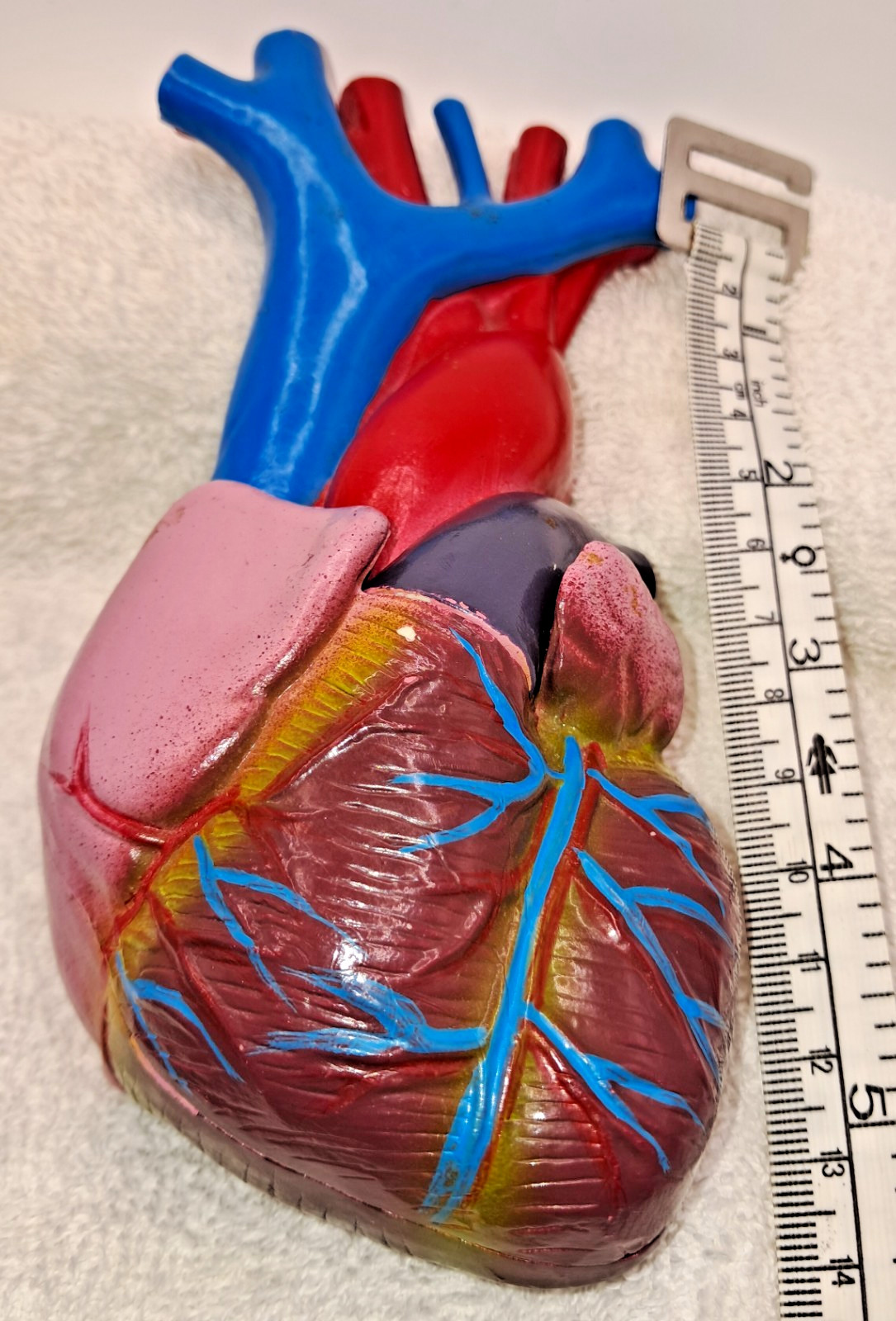 Vintage Life-Size Heavy Plastic Human Heart Anatomical Model Unbranded.