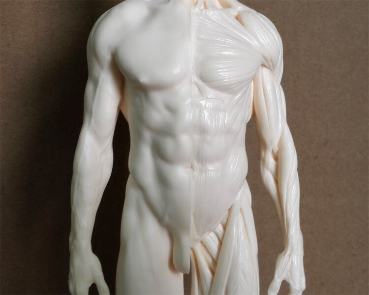 30cm Human Skeleton Anatomical Model Male Anatomy Skull Muscle Bone White