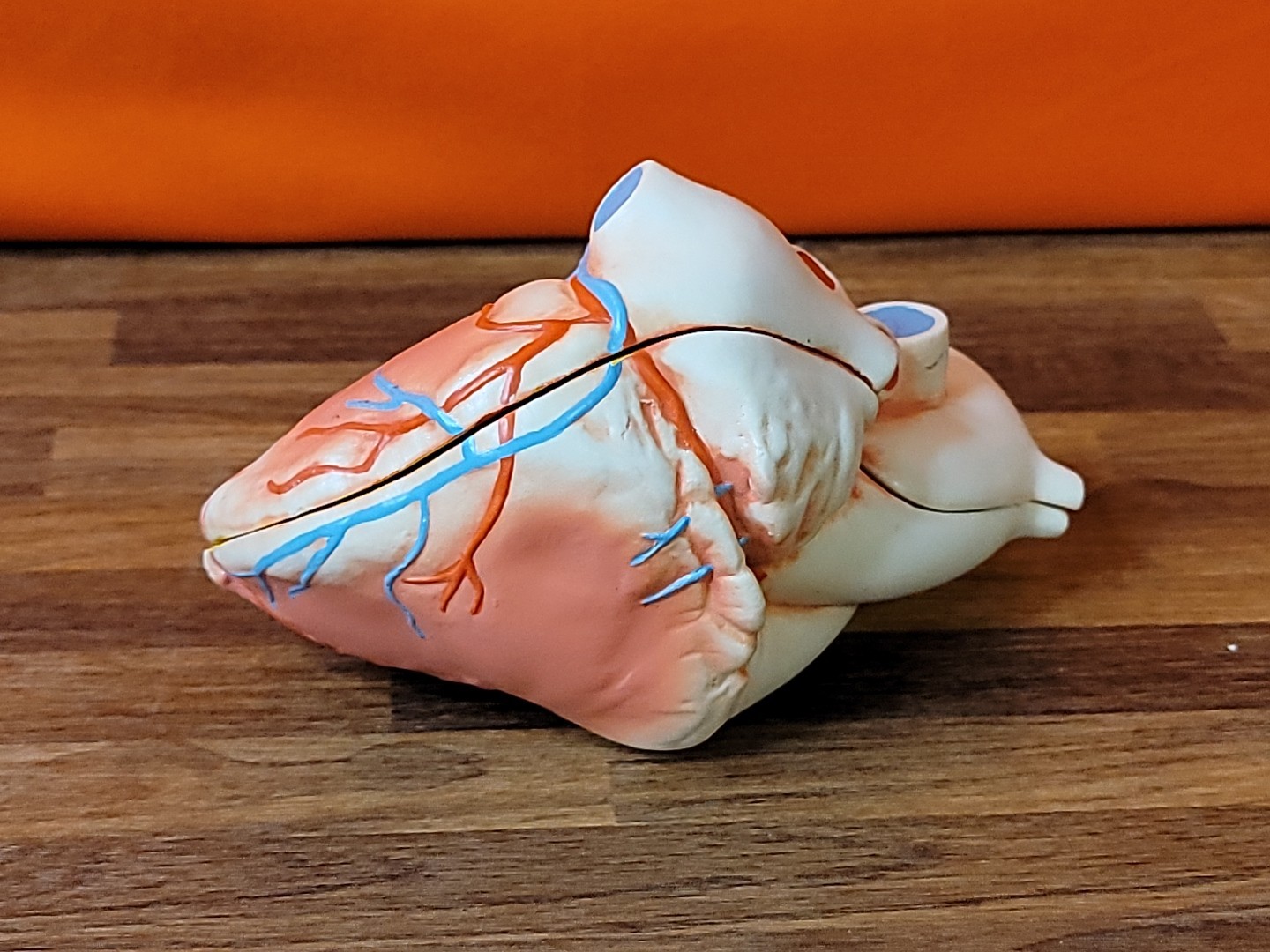 Vintage Human Anatomical Heart 2 Piece Display Model