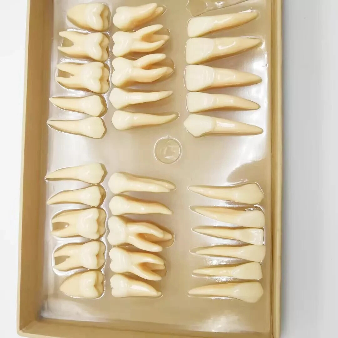 2.5x life size Human Dental Study Model of Individual Permanent Teeth (32 teeth)