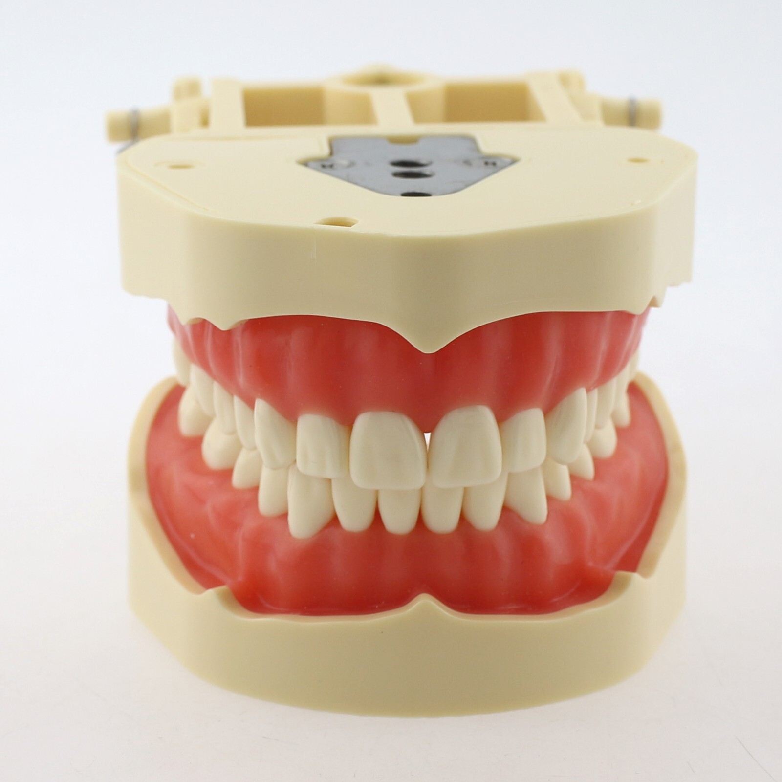 Dental Typodont Training Model Columbia Kilgore Nissin Mounting Pole 28 32 Teeth