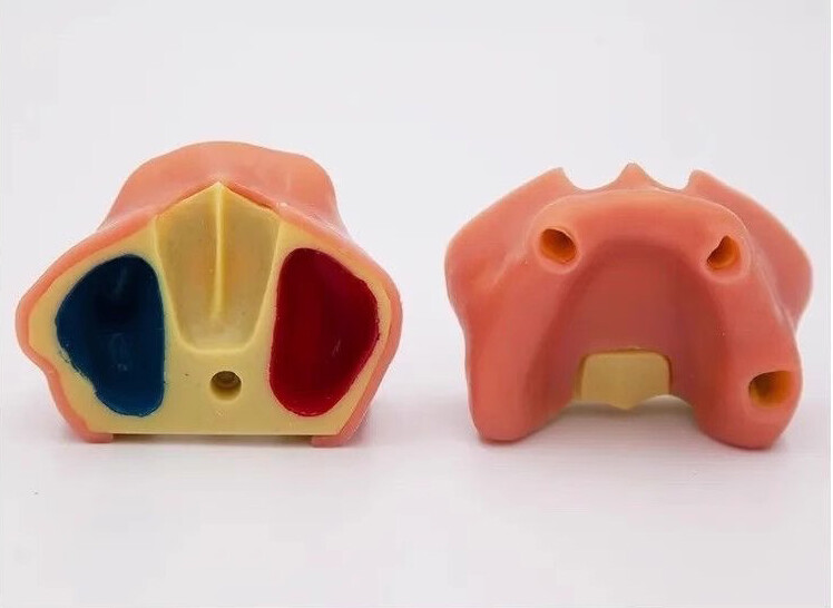 Dental Maxillary Sinus Lift Model Typodont Practice Model TYPE A/B