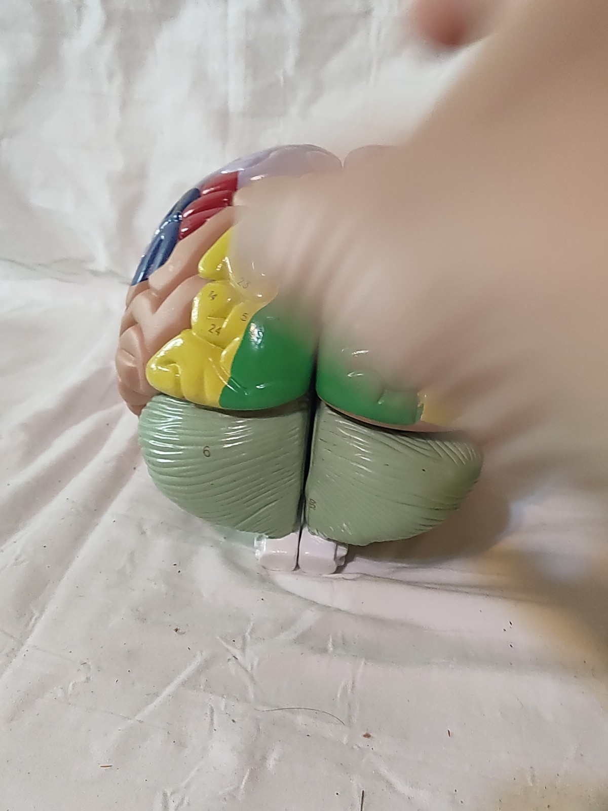 Denoyer Geppert Educational Regional Anatomical Brain Model Made in USA AS IS