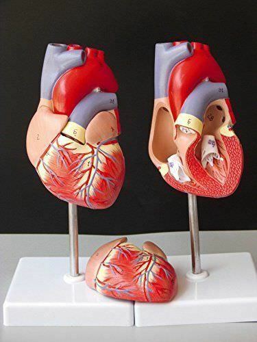 1:1 Human Heart Anatomy Model Medical Circulation System of Internal Teach Model