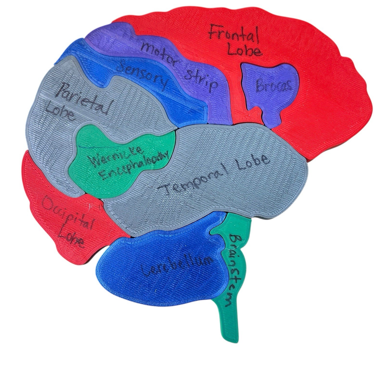 PVC Human Brain Model 3D Puzzle Labeled Functional Anatomy Psychology Medical