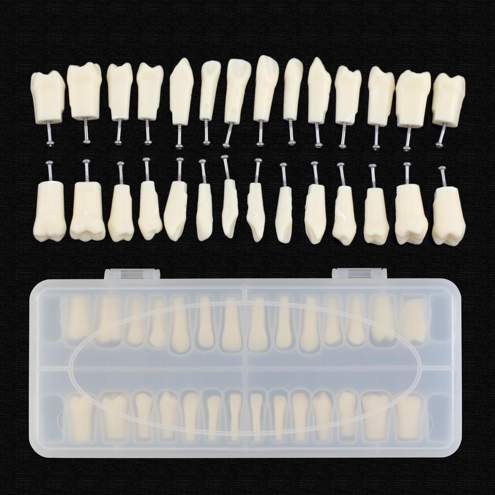 Dental Typodont Mounting Pole Model With 28pcs Removable Teeth Kilgore Nissin200