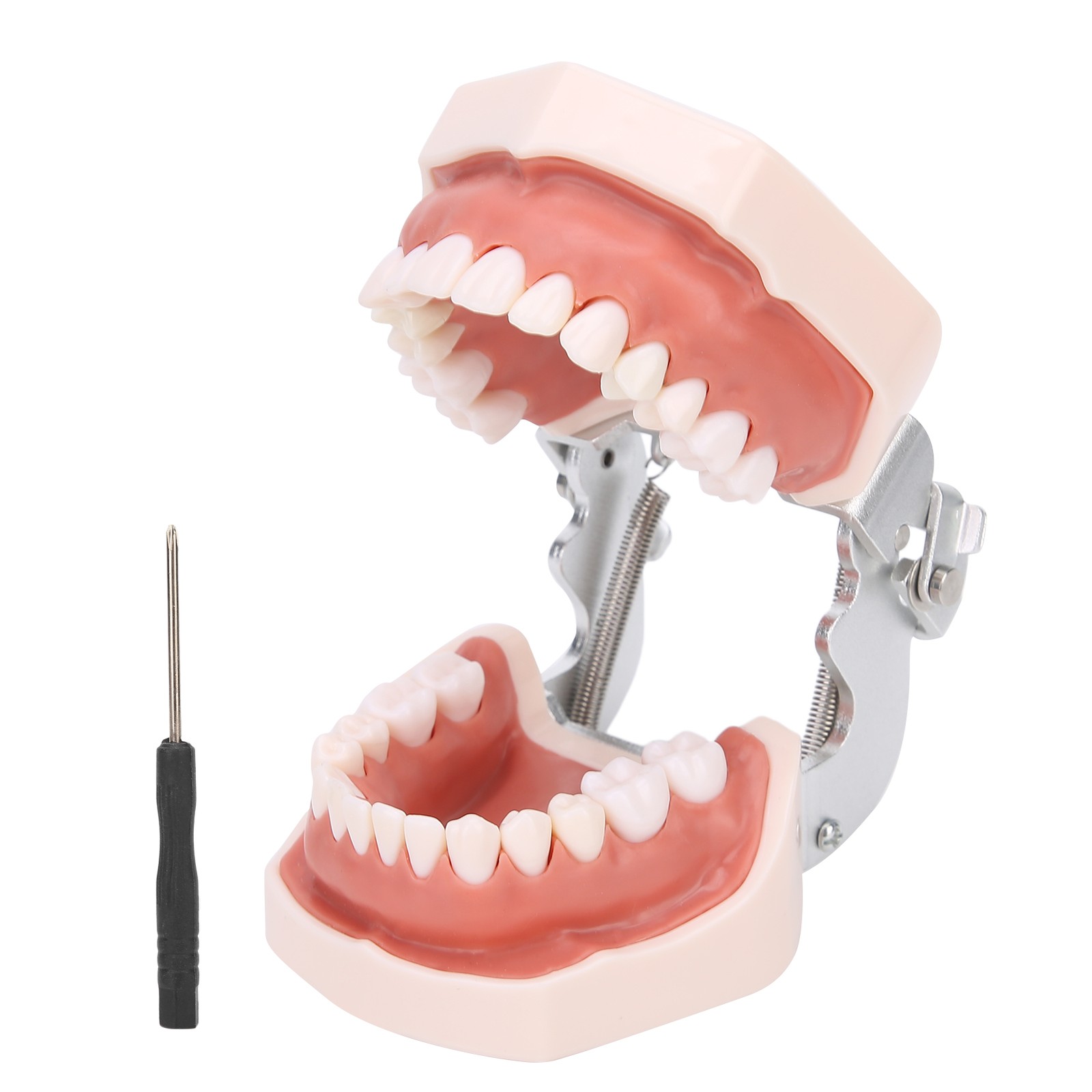 Detachable Teeth Model Simulation Dental Teeth Model For Teaching Practice With❀