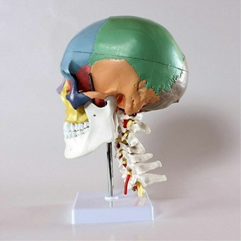 Colored Human Skull Model Anatomical Model with Cervical Vertebrae Nerve Artery