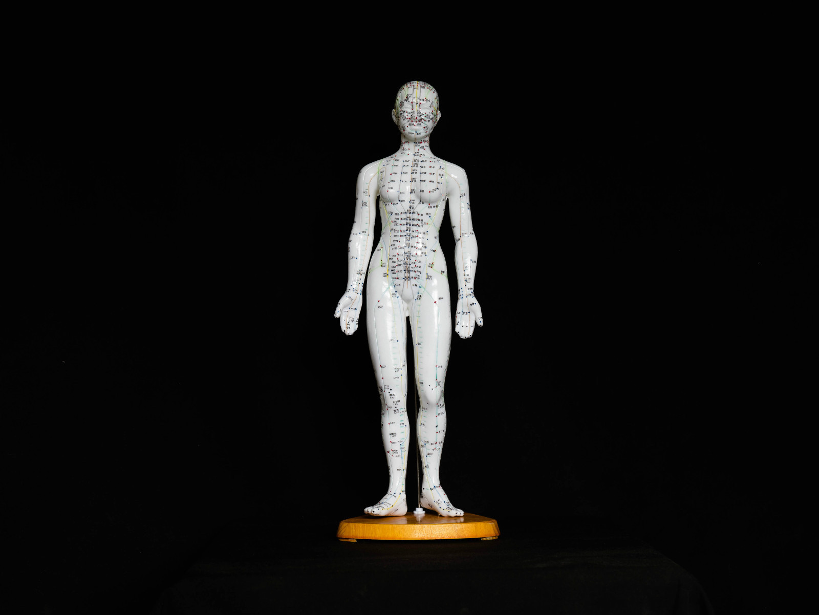 50cm Acupuncture Model Pair – Anatomical Medical Anatomy – Chinese Medicine