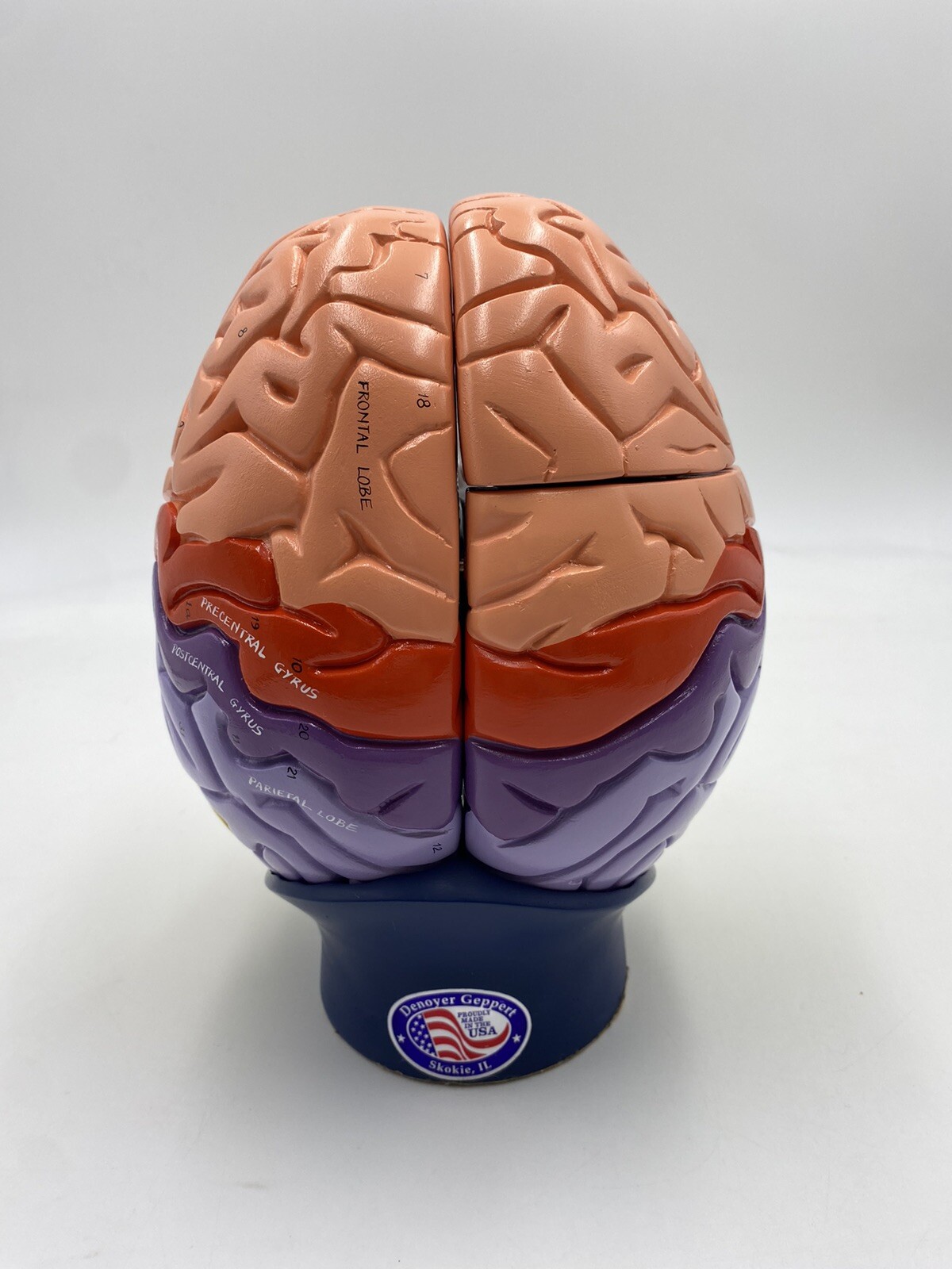 Denoyer Geppert Anatomical Model Anatomy 0172-00 Giant Functional Center Brain