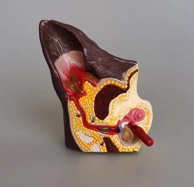 Dog Ear Anatomy Model Canine Ear Veterinary Teaching Pet Clinic Display