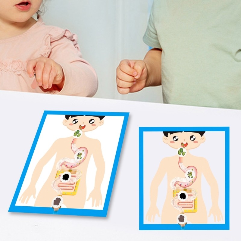 Educational Digestive System Model Digestive Organ Anatomy Model Teaching Tool