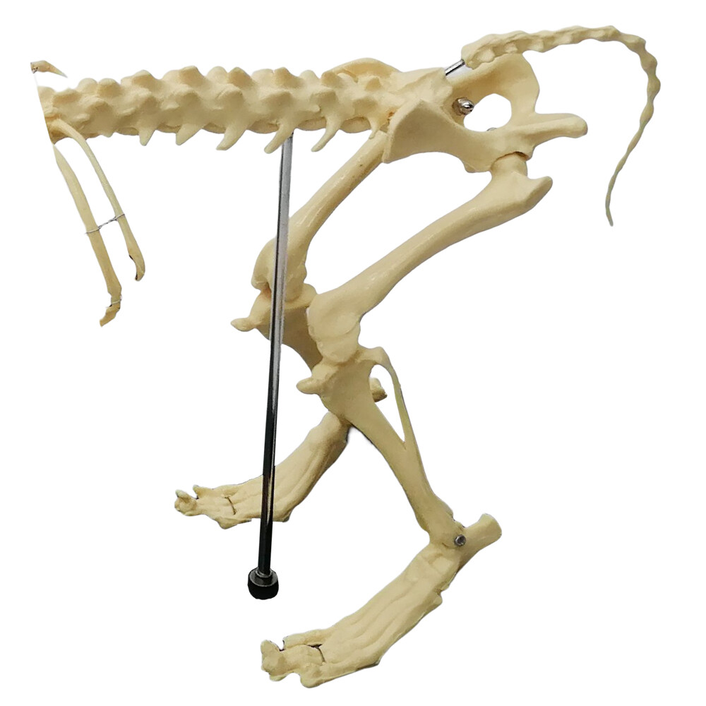 Canine Skeleton Model PVC Dog Model Bones Standard Size Education Display Model