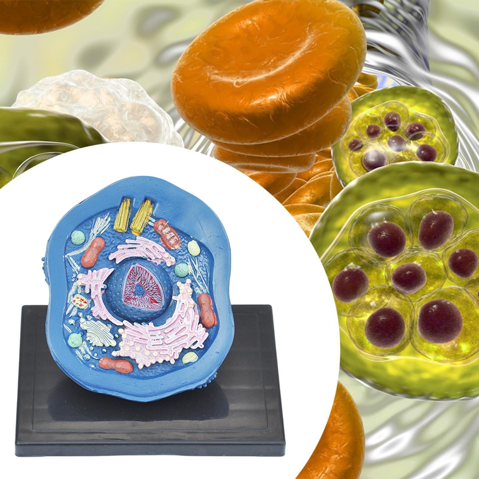 Animal Cell Anatomy Model Teaching Aids for Display Study Classroom Learning