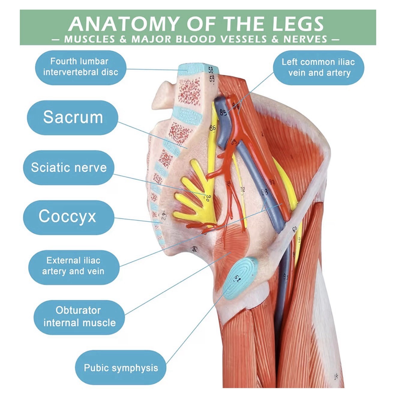 Evotech Scientific Human Leg with Detachable Muscles Anatomy Model, Life Size